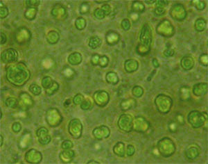 Chlorella Raw & Organic