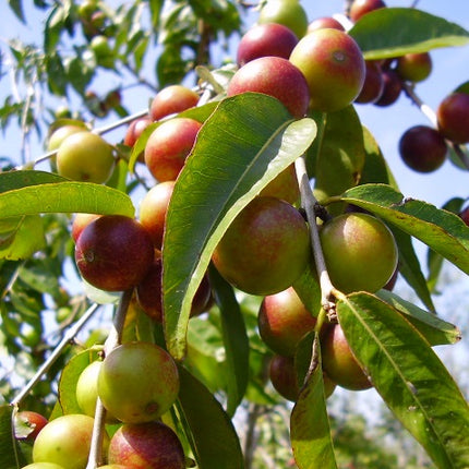 Camu Camu Poeder Raw & Organic